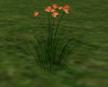 Orange Wild Flower