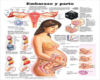 Maternity poster 1