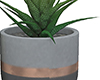 Plant 3 marble