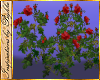 I~5 Red Rose Bushes