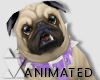 Pug + Animations