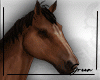 Horse Animated