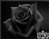 Rain Roses black