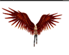 red wings