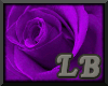 Purple Rose Framed