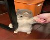 angry cat