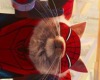 Cutout Spider-cat