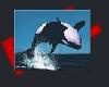 Orca sticker