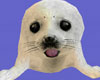 Baby Seal