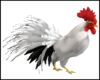 Animated Rooster Pet M2