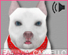 [FC] White Pitbull Pet 2