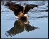 Eagle mirror image