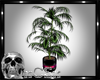 CS Pinkalicious Plant