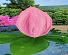 Lotus Blossom Pink