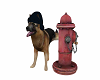 Dog and Fire Hydrant