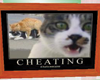 Cheating Cats