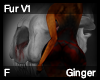 Ginger Fur F V1