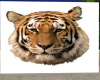 tigers head