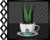 Aloe Plant Cup