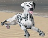 Animated Dog Dalmatian
