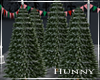 H. Live Christmas Trees