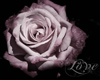 Pink Rose Picture