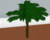 (HI) Palm Tree