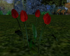 (T)Tulips Red