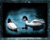 teal swan pic