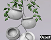 Minimal Air Plant