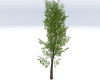 Tree Small 01