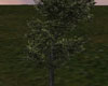 LKC Anim. Tree