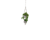 Hanging plants