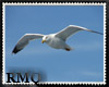 [RMQ]Sunset  Seagulls 