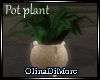 (OD) Royal potplant
