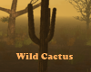 Stay Wild Cactus