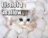 marhmellow kitten
