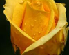 *R* Yellow Rose