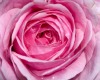 Pink Rose wall