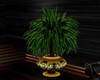 Lauren's palm plant
