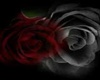 Red n Black Rose