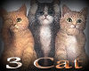 3 cat