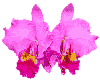 HOTPINK ORCHID FLOWERS
