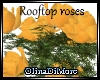 (OD) Rooftop roses