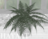 Boston Fern Plant