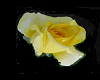 Yellow Rose Tee