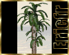 [Efr] Oasis Plant 4