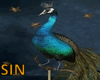 SIN Royal Peacock