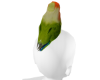 true parrot Head M