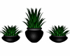 Spiked Trio Plants